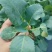 青梗，小米粒，半散，65天，菜花苗，