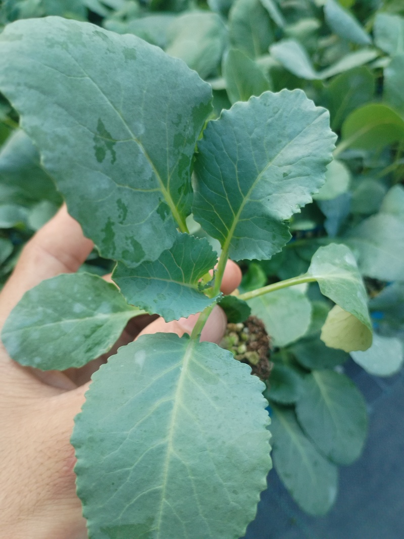 青梗，小米粒，半散，65天，菜花苗，