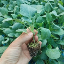 青梗，小米粒，半散，65天，菜花苗，