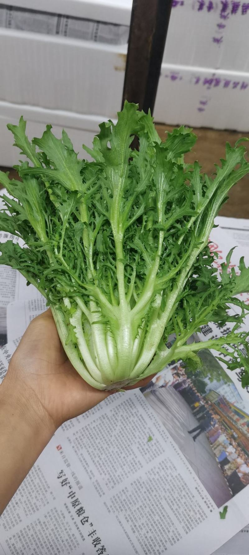 苦菊