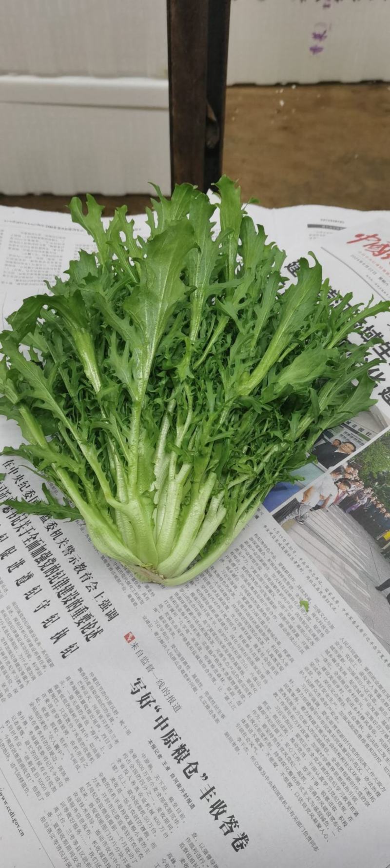 苦菊
