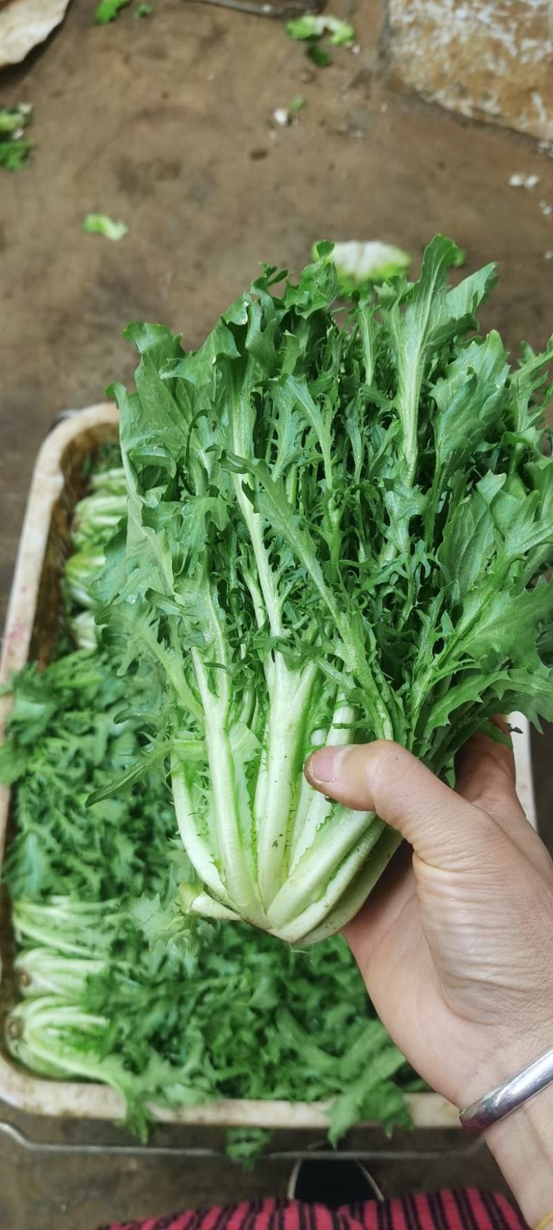 苦菊