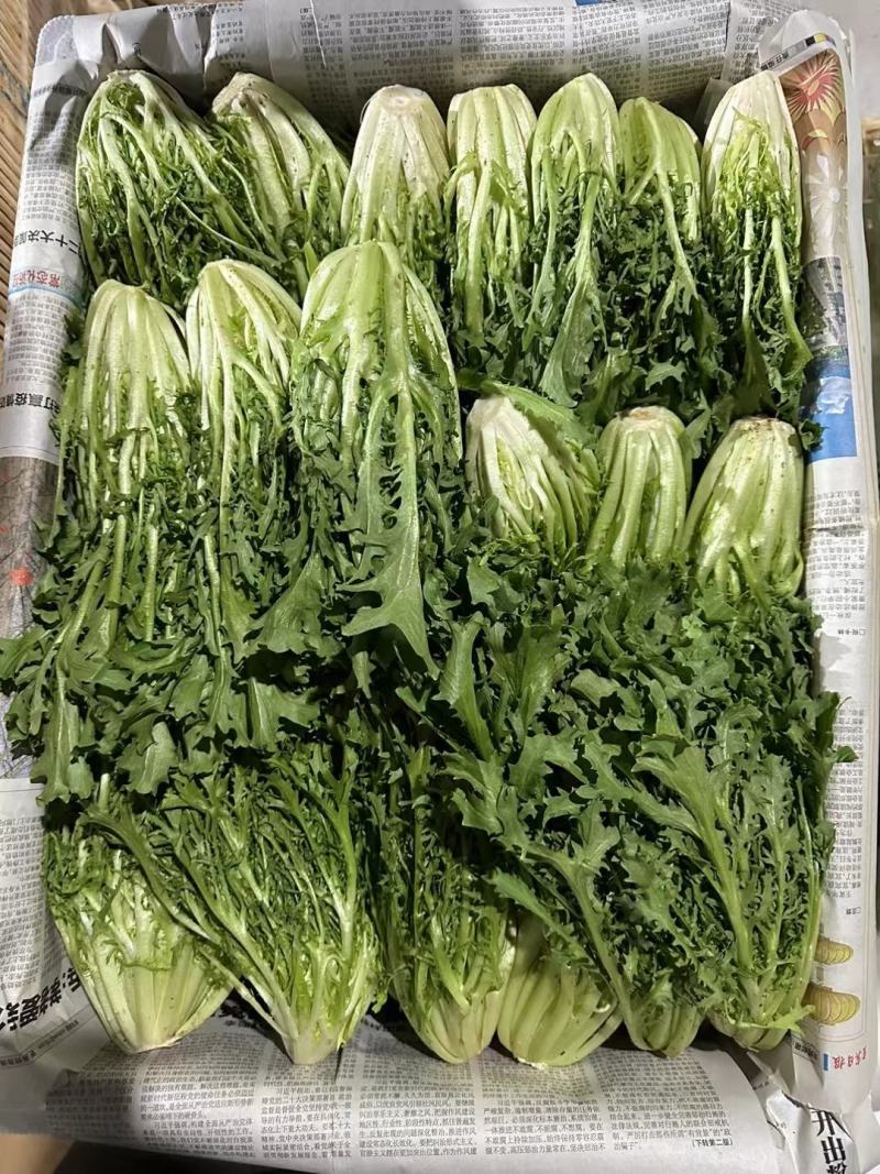 苦菊