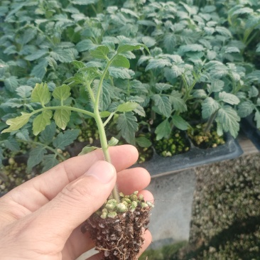 草莓西红柿苗成活率高长年有货量大价优欢迎来电洽谈