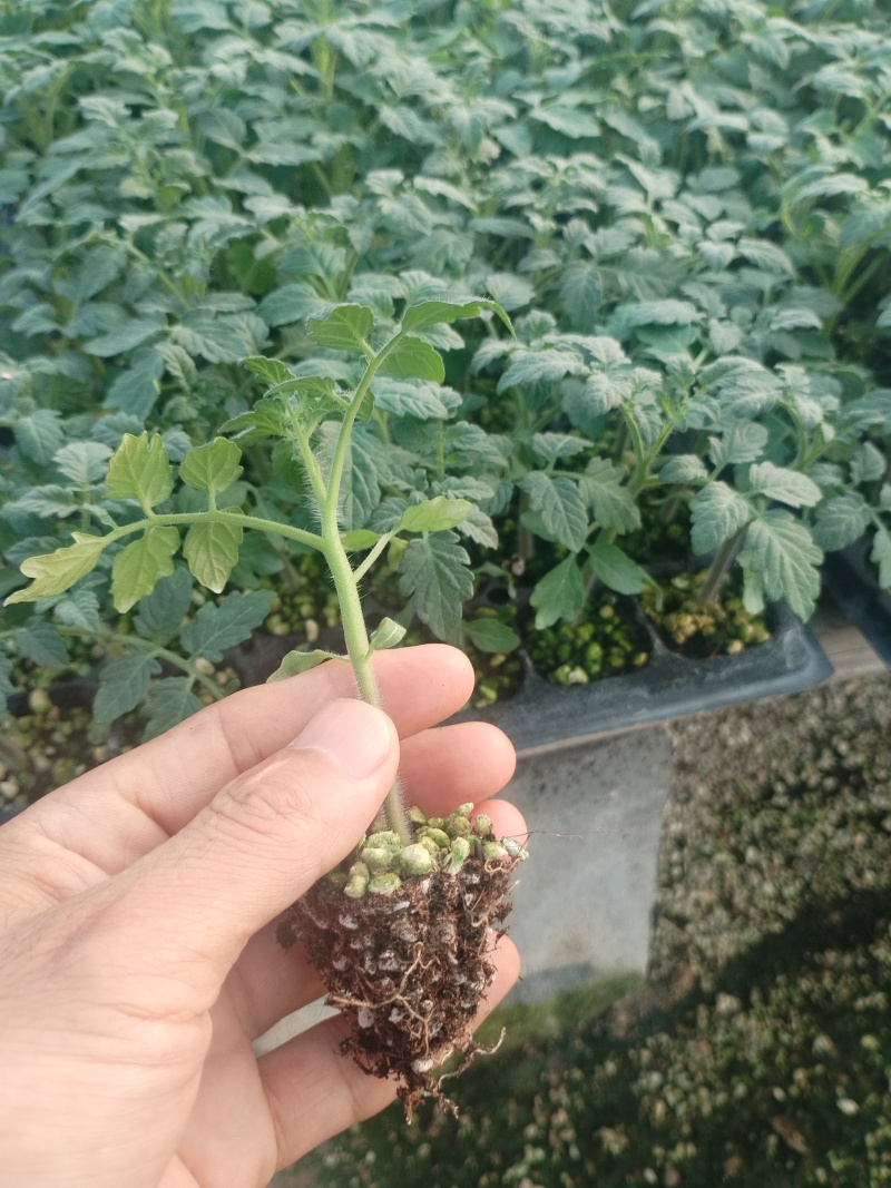 草莓西红柿苗成活率高长年有货量大价优欢迎来电洽谈