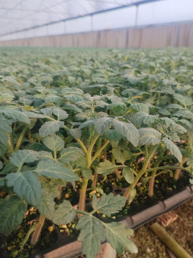草莓西红柿苗成活率高长年有货量大价优欢迎来电洽谈