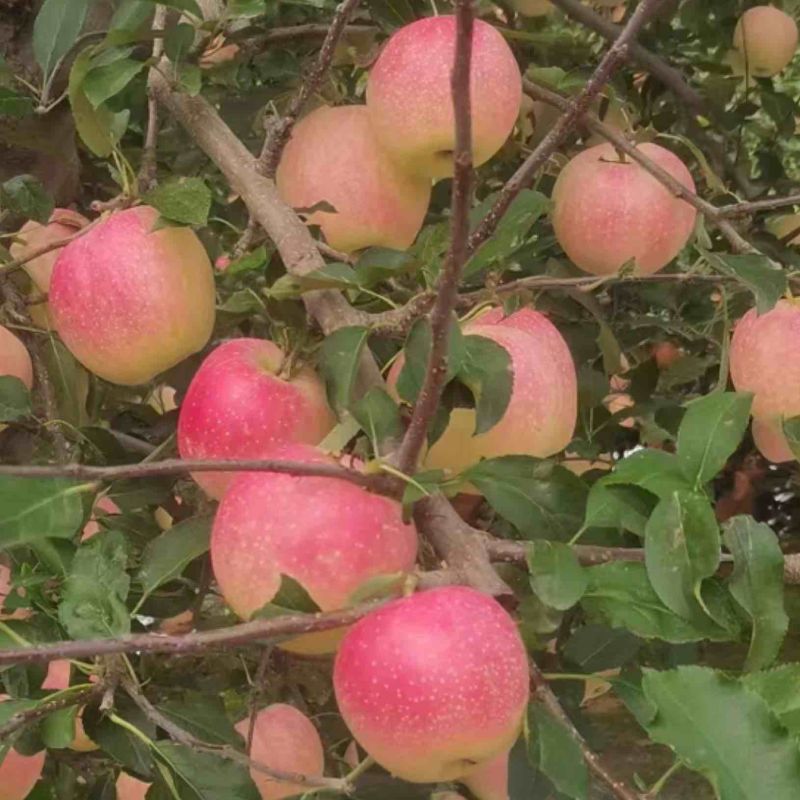 【实力代办】辽宁绥中嘎啦苹果新鲜采摘量大价优可视频看货