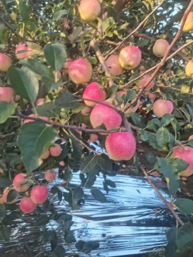 【实力代办】辽宁绥中嘎啦苹果新鲜采摘量大价优可视频看货