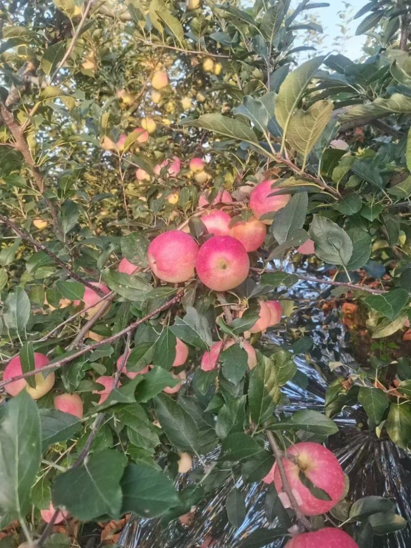 【实力代办】辽宁绥中嘎啦苹果新鲜采摘量大价优可视频看货