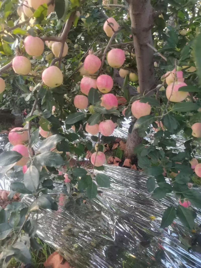 【实力代办】辽宁绥中嘎啦苹果新鲜采摘量大价优可视频看货