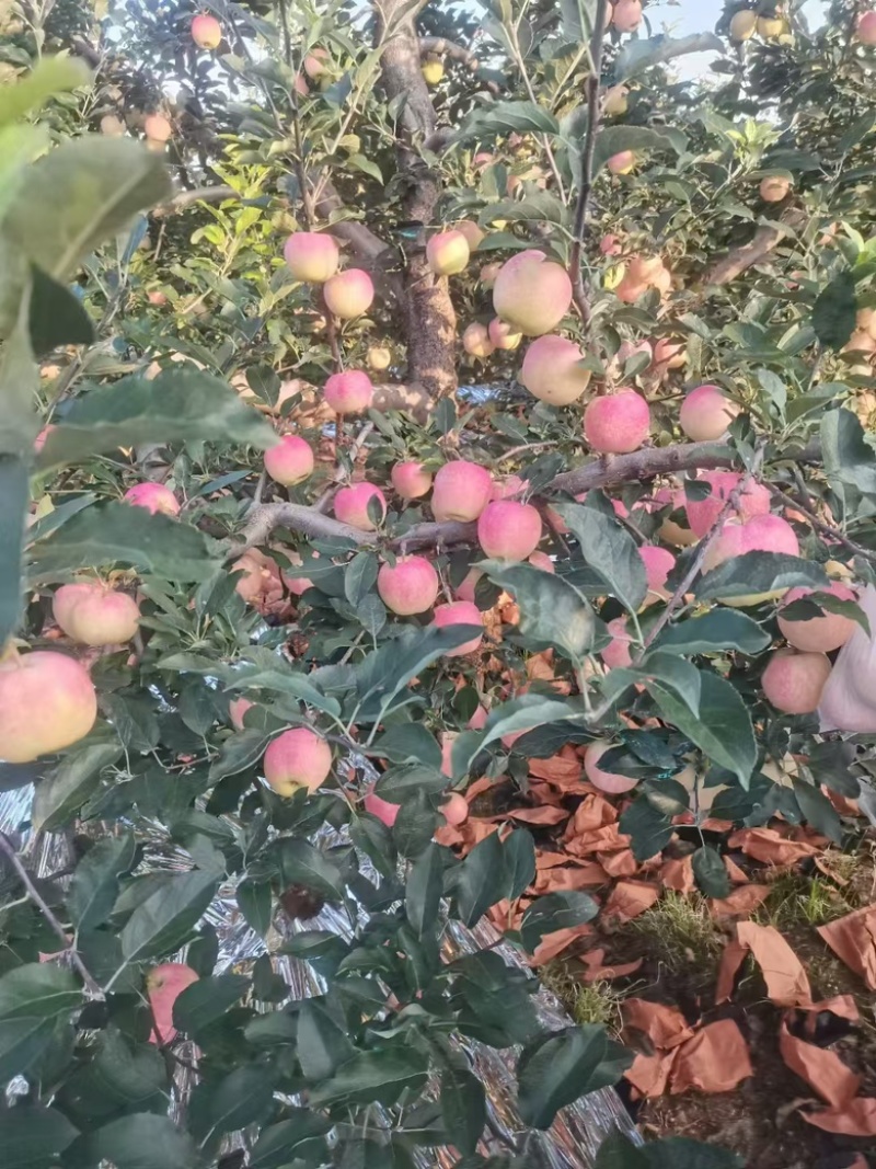 【实力代办】辽宁绥中嘎啦苹果新鲜采摘量大价优可视频看货