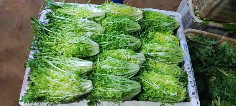 苦菊