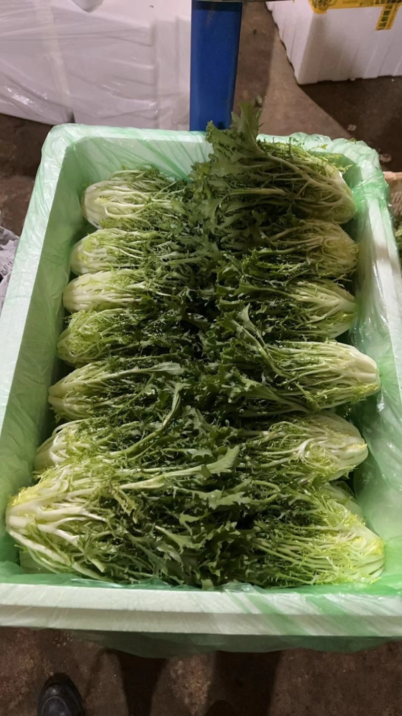 苦菊