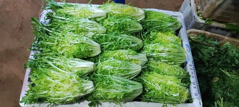 苦菊