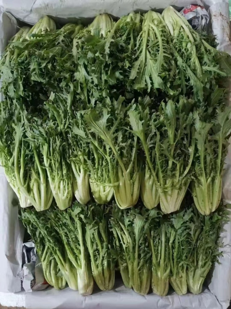 苦菊