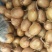 金红50红心猕猴桃海沃德猕猴桃金福猕猴桃金艳猕猴桃