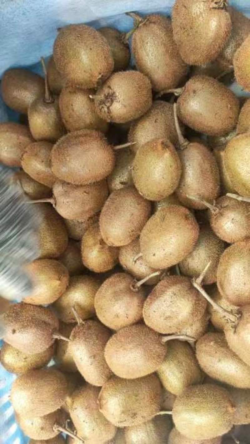 金红50红心猕猴桃海沃德猕猴桃金福猕猴桃金艳猕猴桃