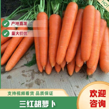 精品红萝卜，水洗中条，细条，电商，市场大量有货