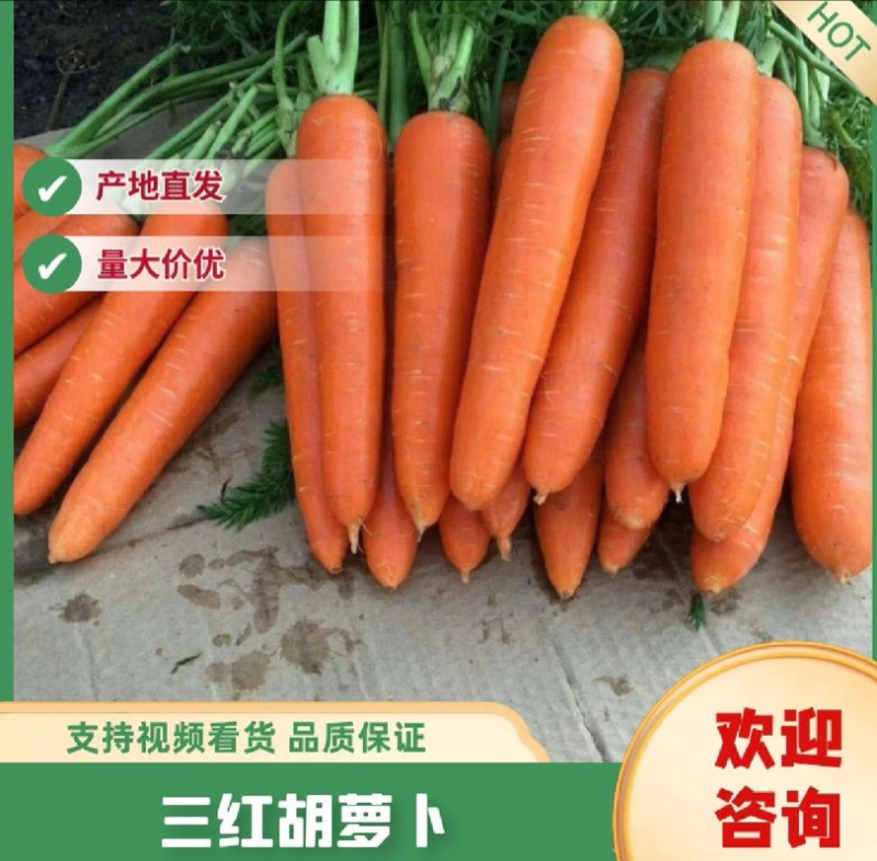 精品红萝卜，水洗中条，细条，电商，市场大量有货