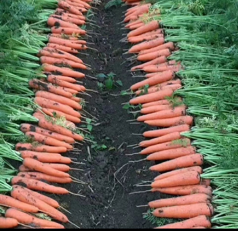 胡萝卜种植园的丰收场景