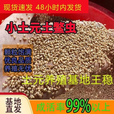 中华土元芝麻虫