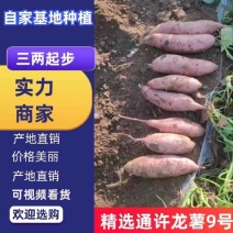 河南龙9，西瓜红，基地直发，大量供应，电商市场