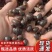 土元黄豆虫
