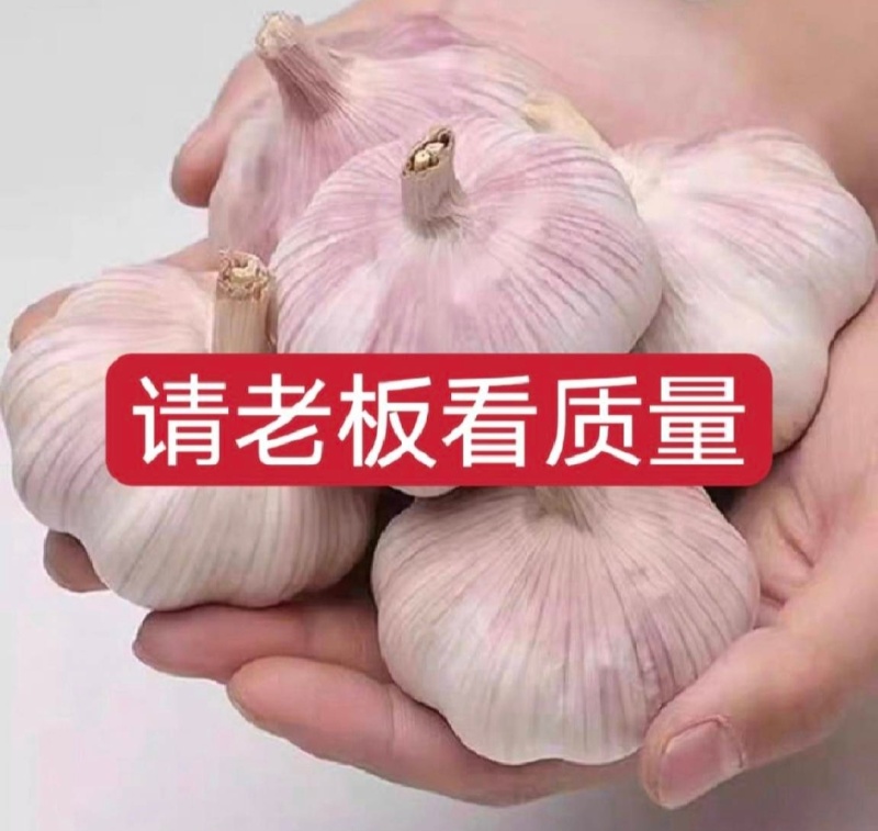 精品大蒜紫皮白皮红皮大蒜常年供应电商平台出口贸易