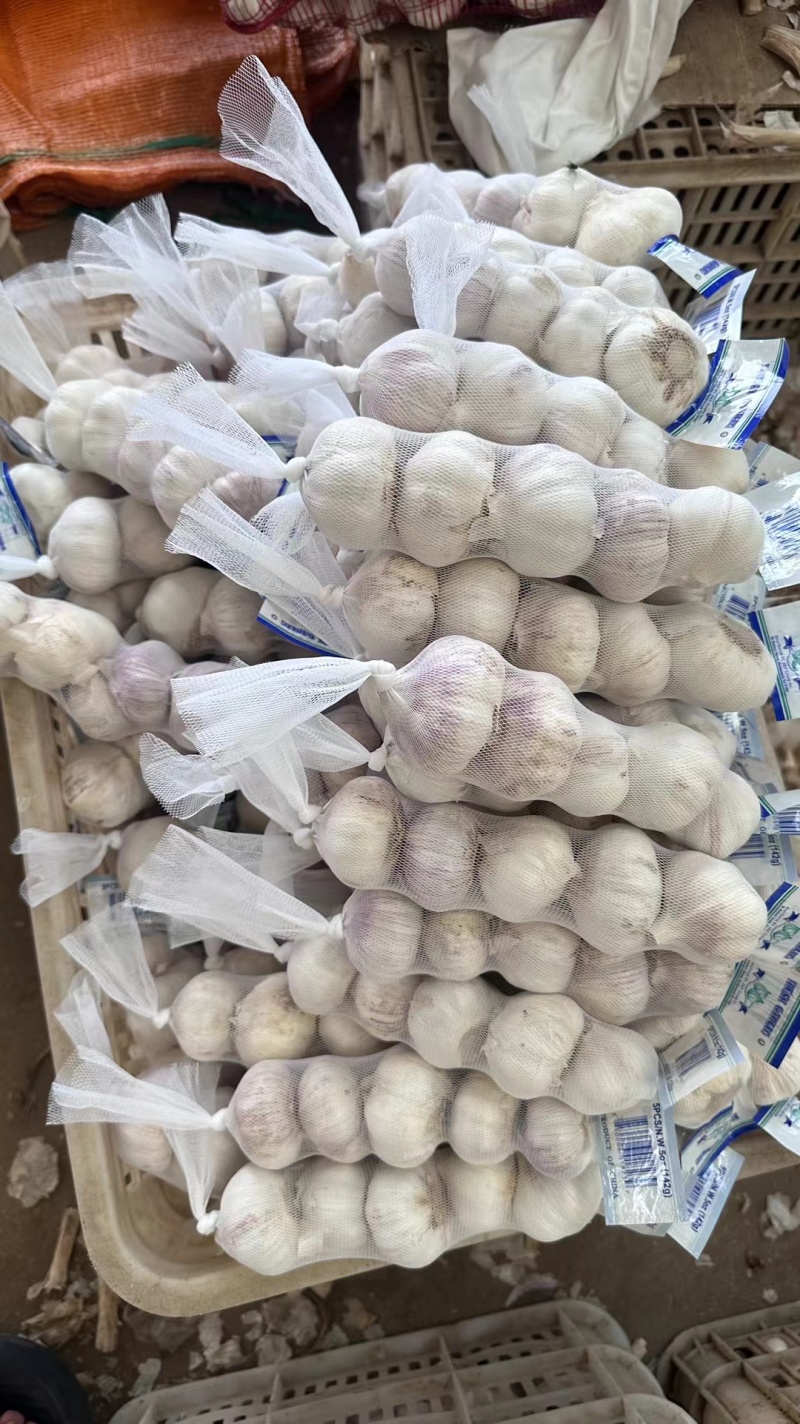 精品大蒜紫皮白皮红皮大蒜常年供应电商平台出口贸易