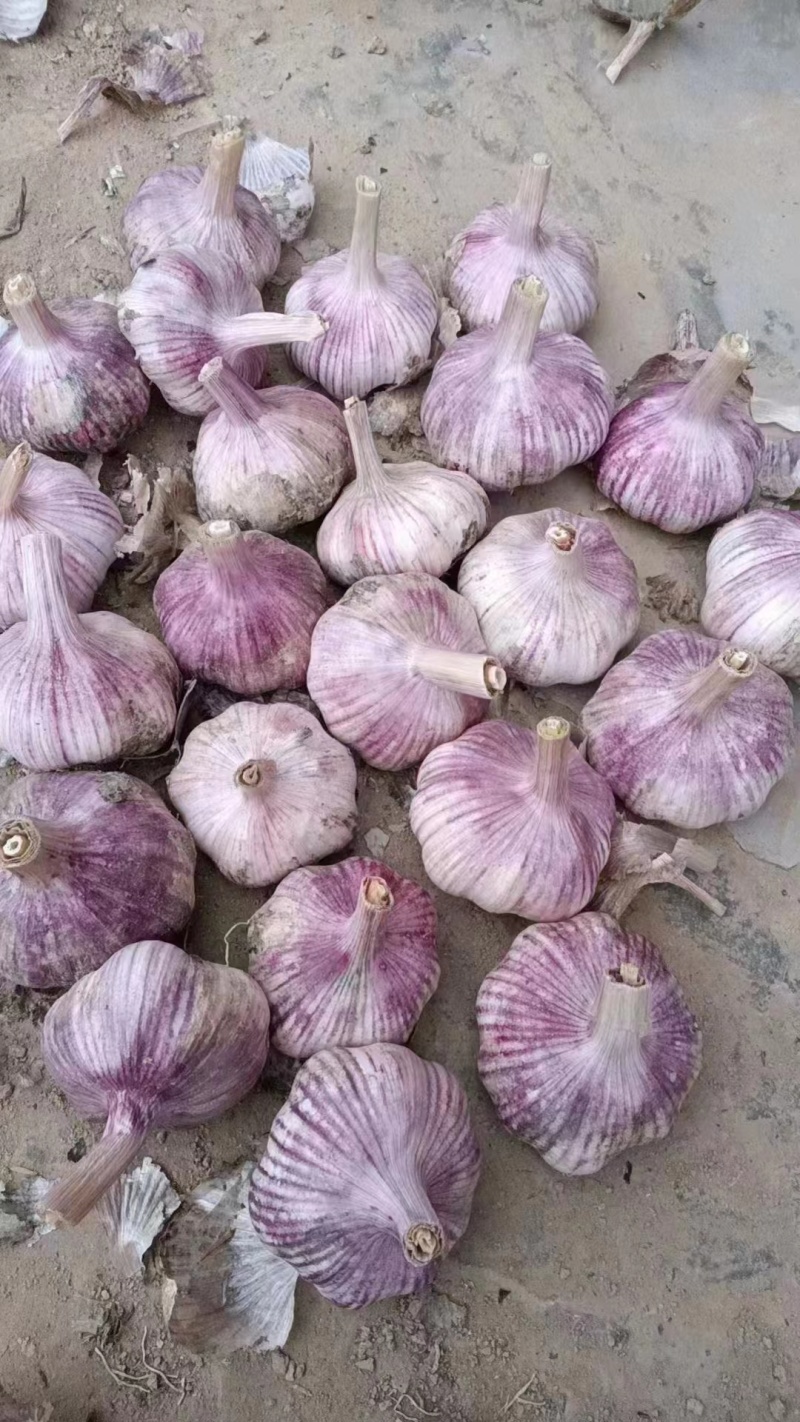 精品大蒜紫皮白皮红皮大蒜常年供应电商平台出口贸易