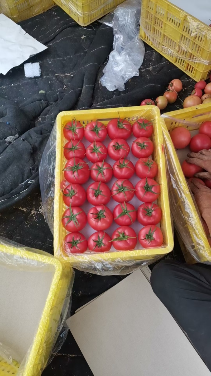 精品水果西红柿，产地直销