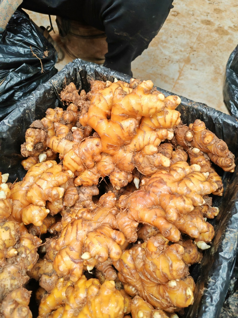 精品姜可以库存.也可以市场