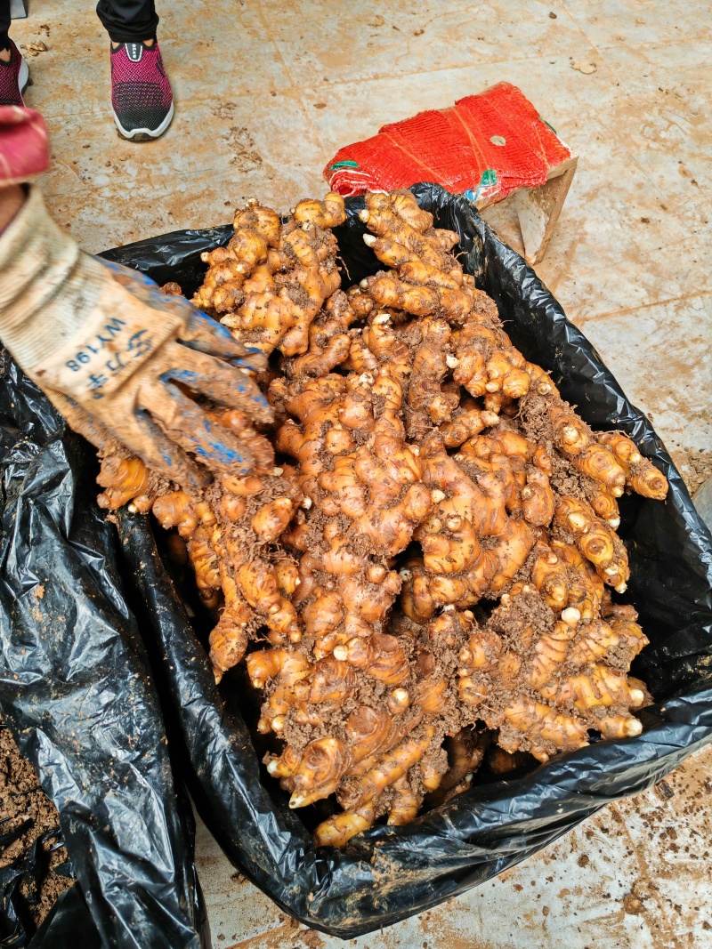 精品姜可以库存.也可以市场