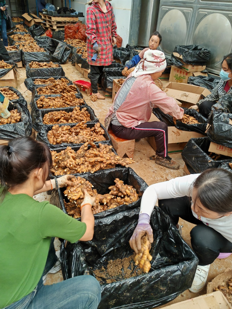精品姜可以库存.也可以市场