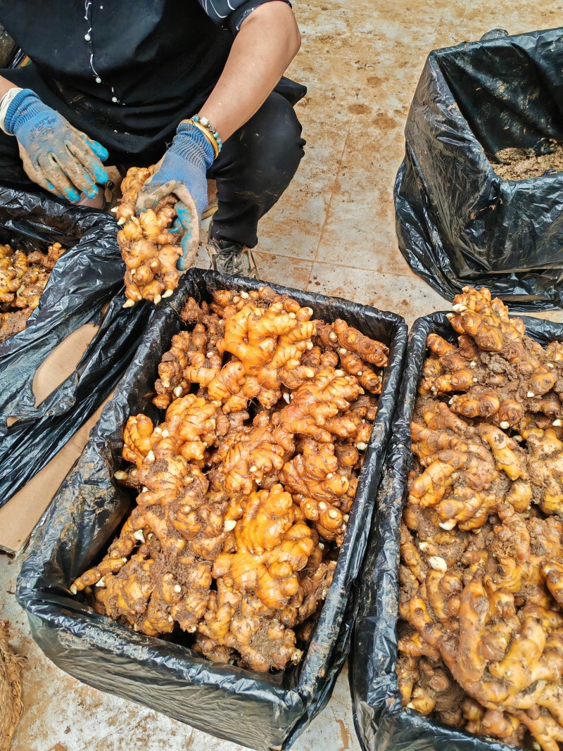 精品姜可以库存.也可以市场