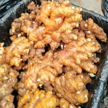 精品姜可以库存.也可以市场