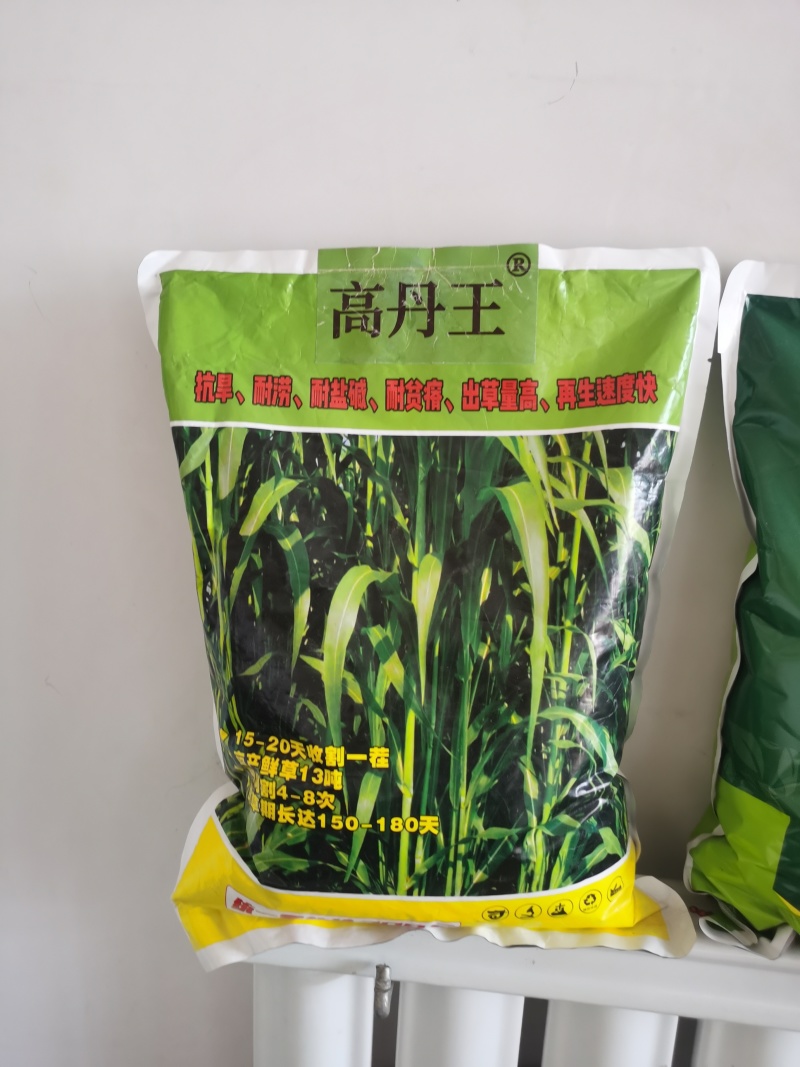 高产牧草高丹王，牛羊驴马都爱吃的高产牧草种子