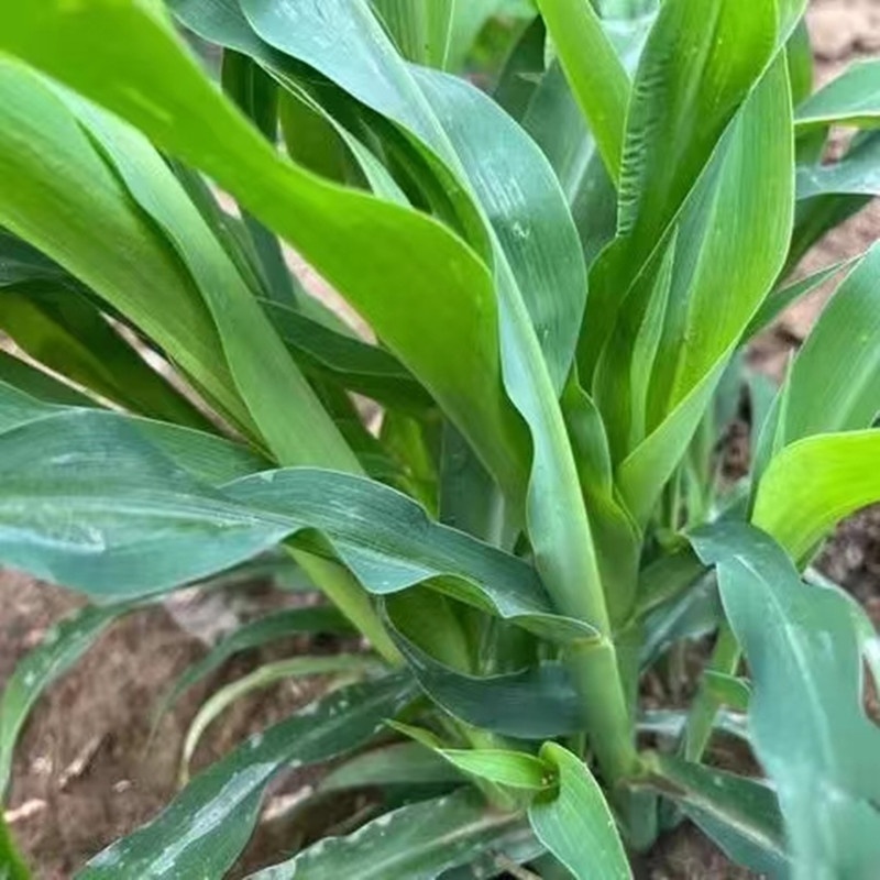 高产牧草高丹王，牛羊驴马都爱吃的高产牧草种子