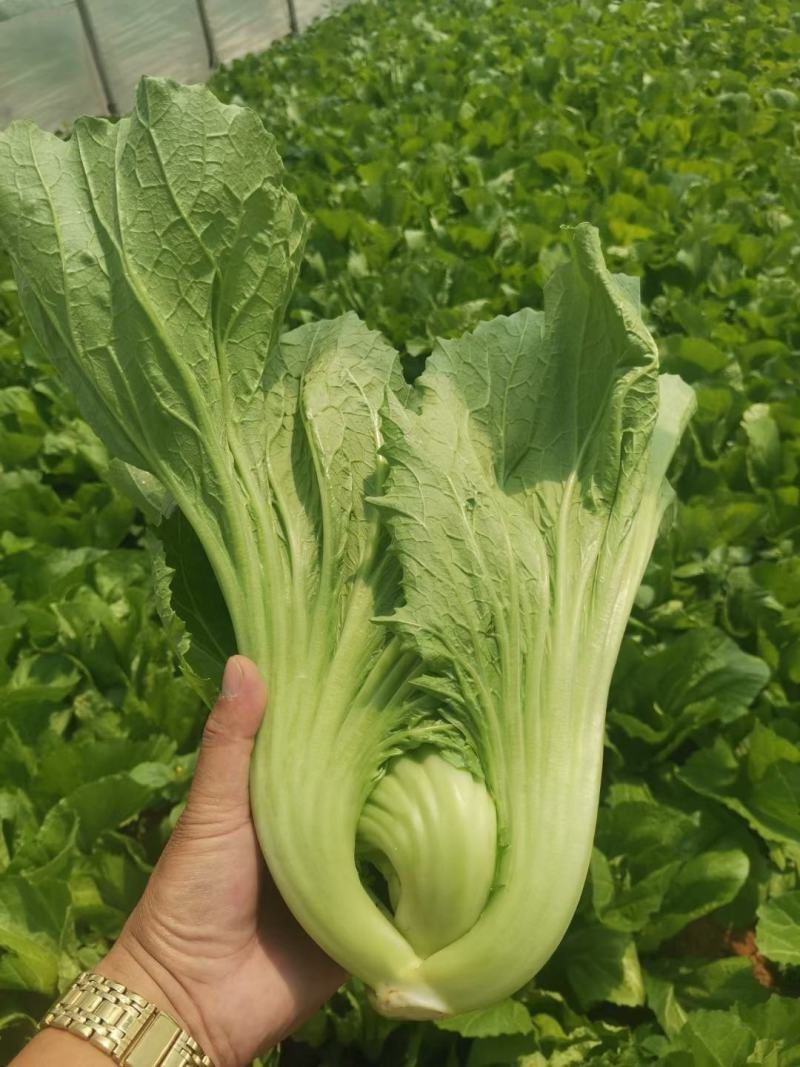 芥菜产地直发价格实惠