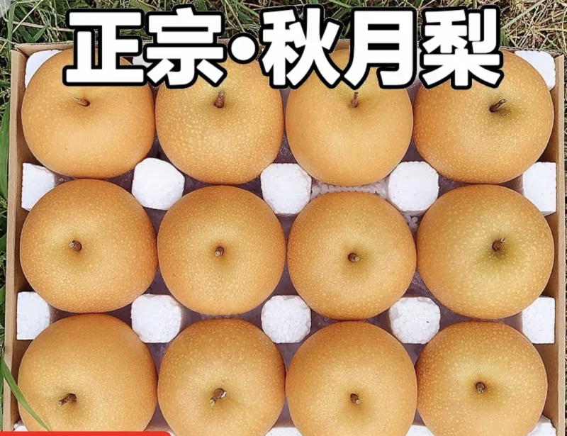 正宗秋月梨，香甜可口，清脆无渣。