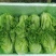 花叶生菜