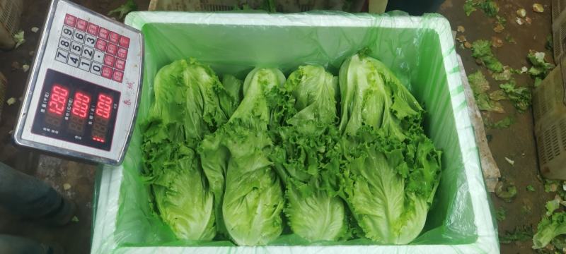 花叶生菜