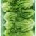 花叶生菜