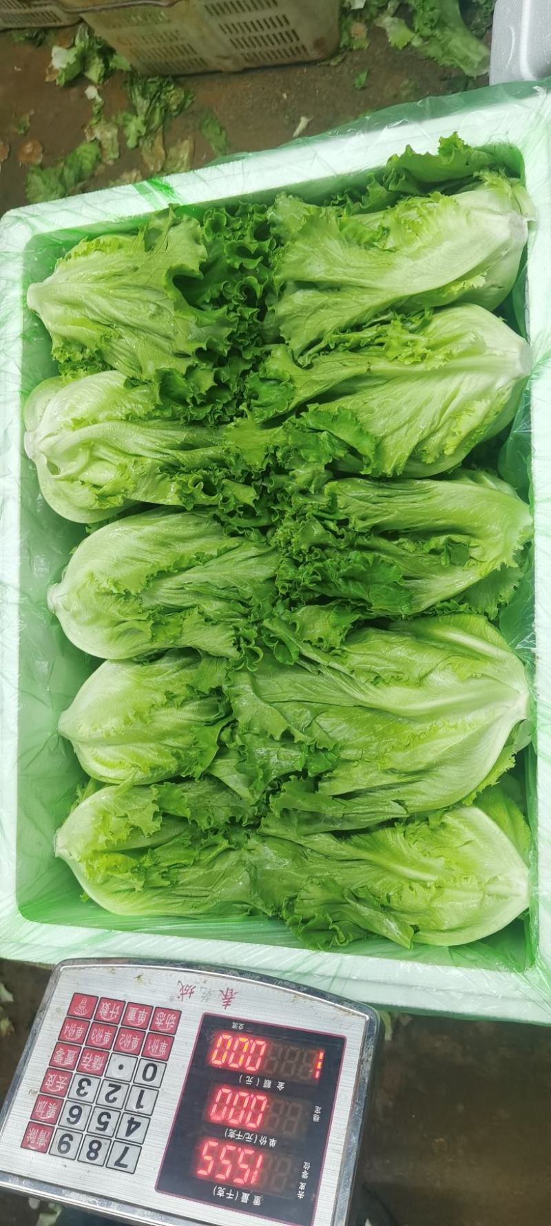 花叶生菜