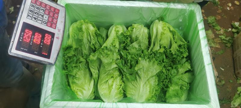 花叶生菜