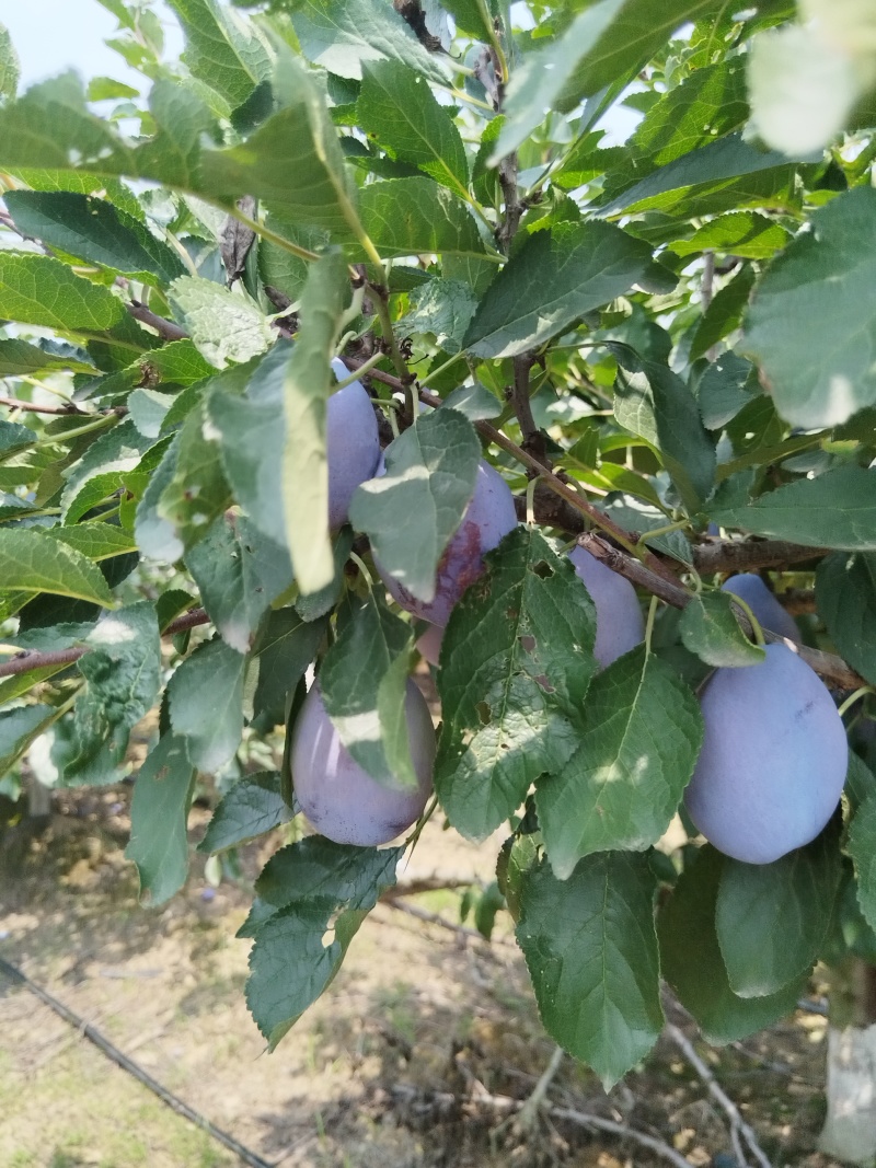 蓝西梅