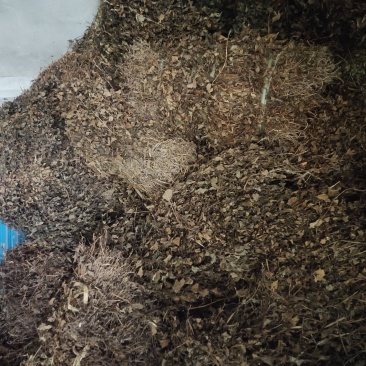 野生鱼腥草，当地土特产，货源充足量大从优，可视频看货致电