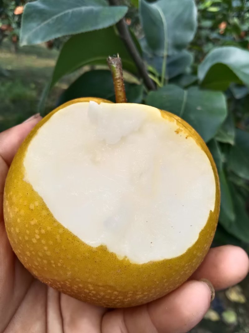 秋月梨大量上市，口感脆甜多汁，百亩果园现摘现发