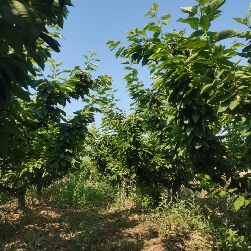 15公分美早出售