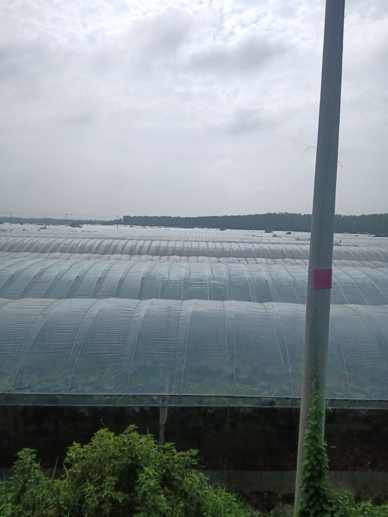 葡萄基地批发